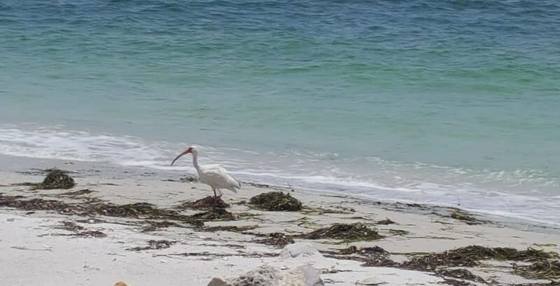 Photo Gallery, Island&#039;s End Resort